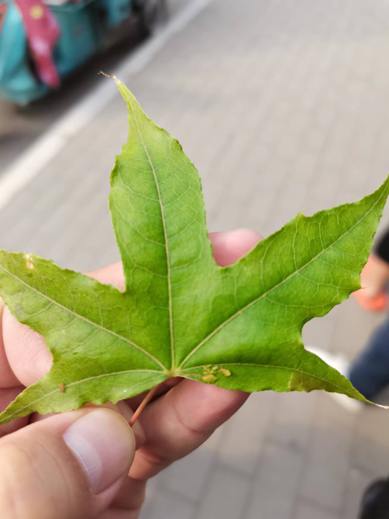 元宝枫常见病虫害防治和养护管理--元宝槭天牛蚜虫细蛾防治技术