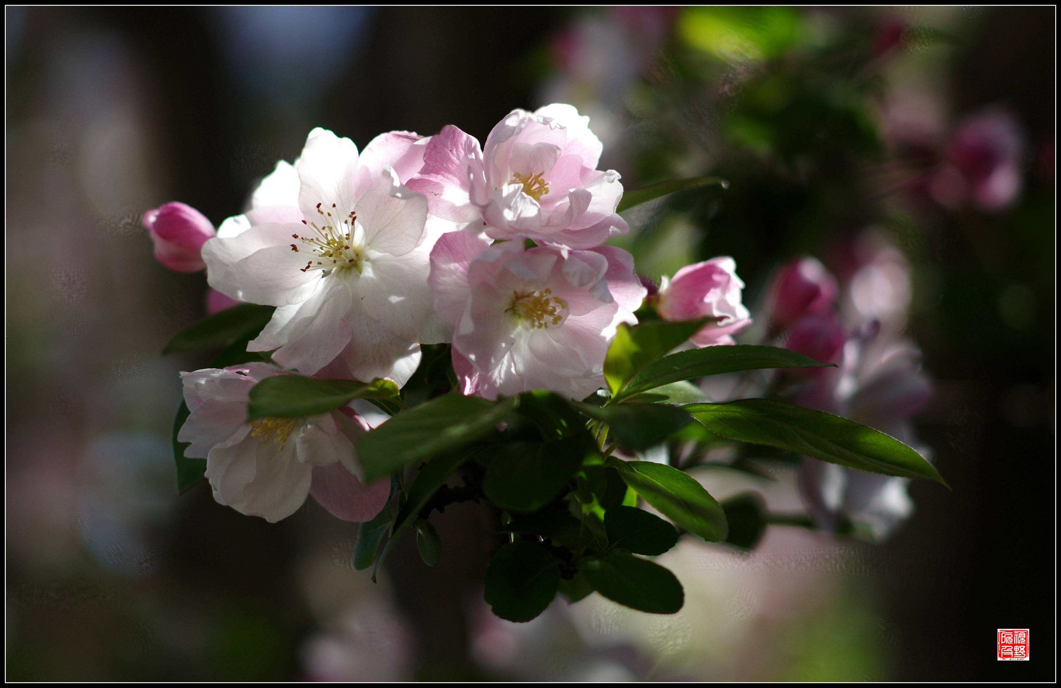 西堤:西府海棠,淡抹胜浓妆._白里_粉色_花瓣