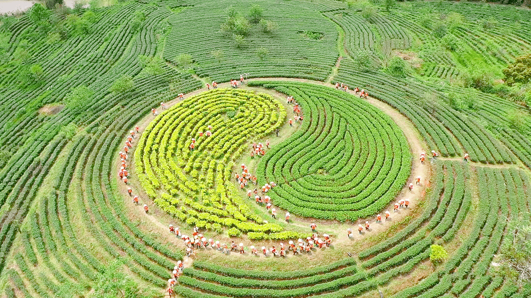 此次活动举办地点是在当地知名茶园景区积庆里红茶谷,有"中国美丽田园