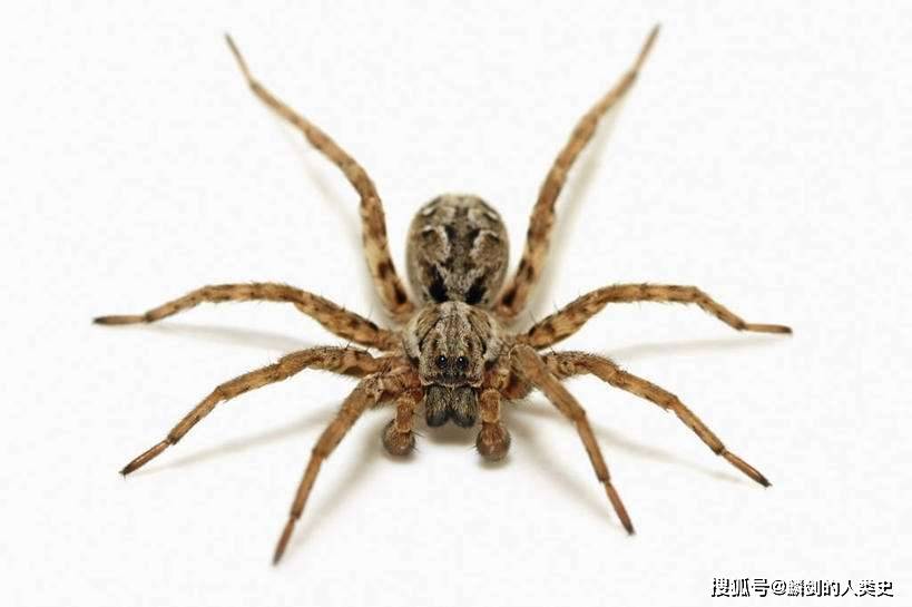 【动物界全系列】新蛛亚目—蟹蛛总科_褐色_草丛_白色