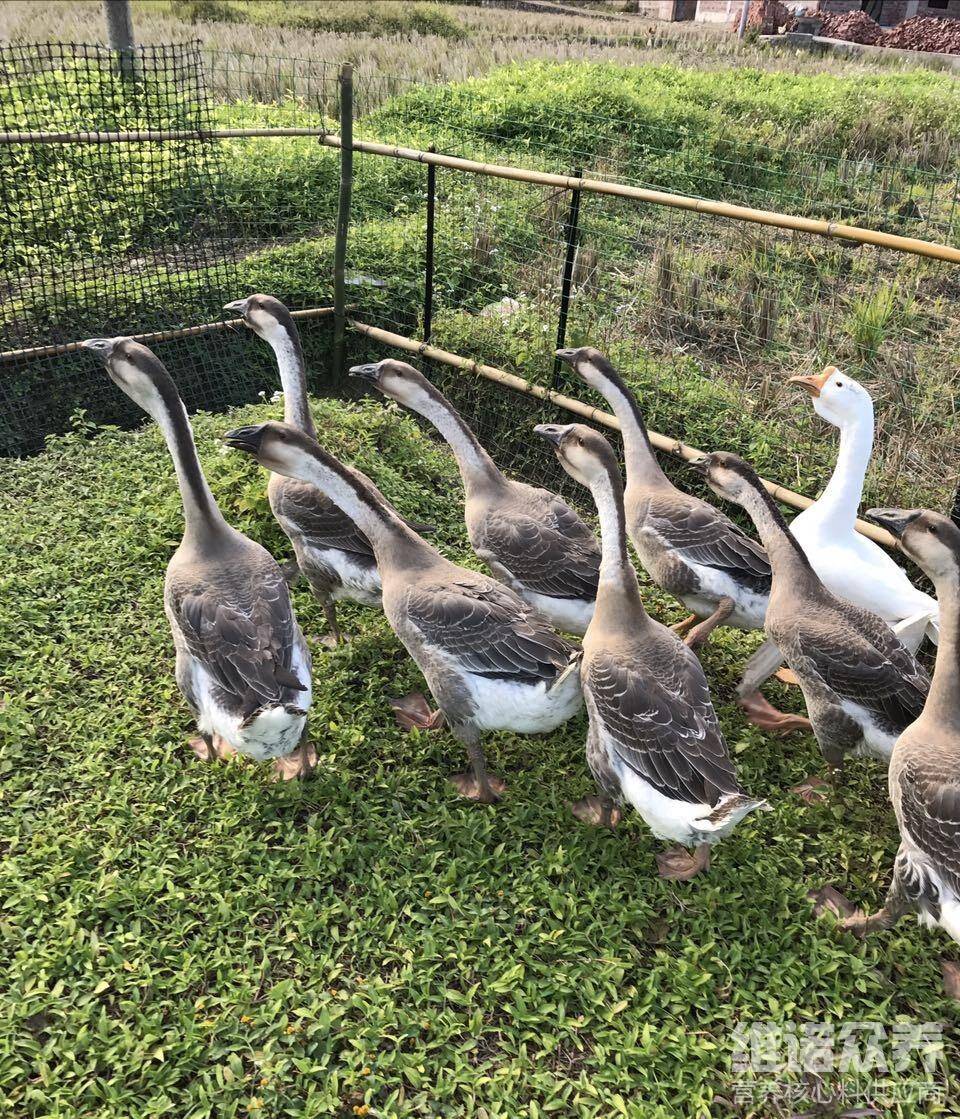 鹅产蛋养殖方法鹅是一种草食性家禽,饲料主要以植物性为主,耐寒性很强