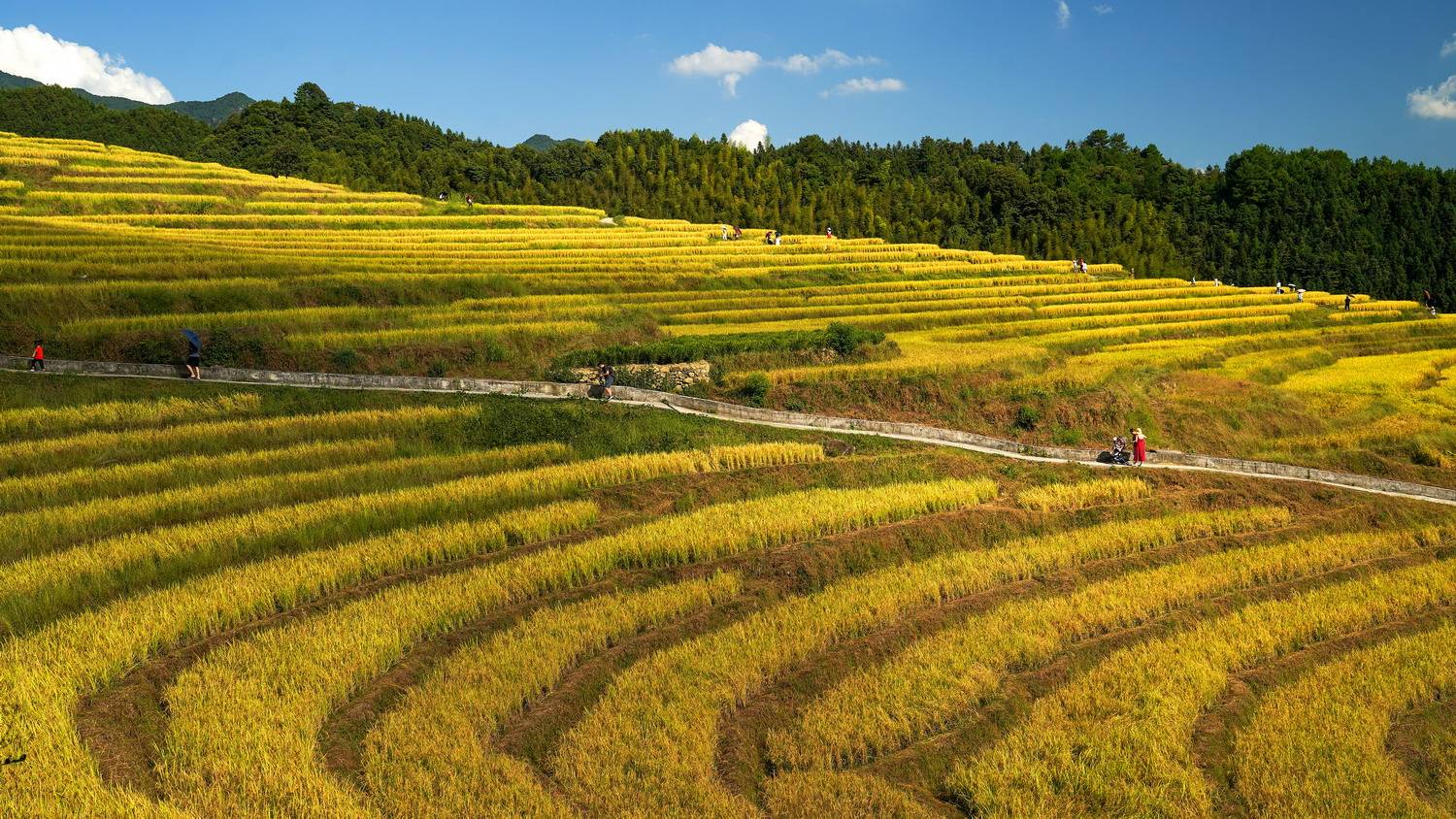 隐于粤北山峦间的原生态美景~四季宝藏欧家梯田_旅游_广东省