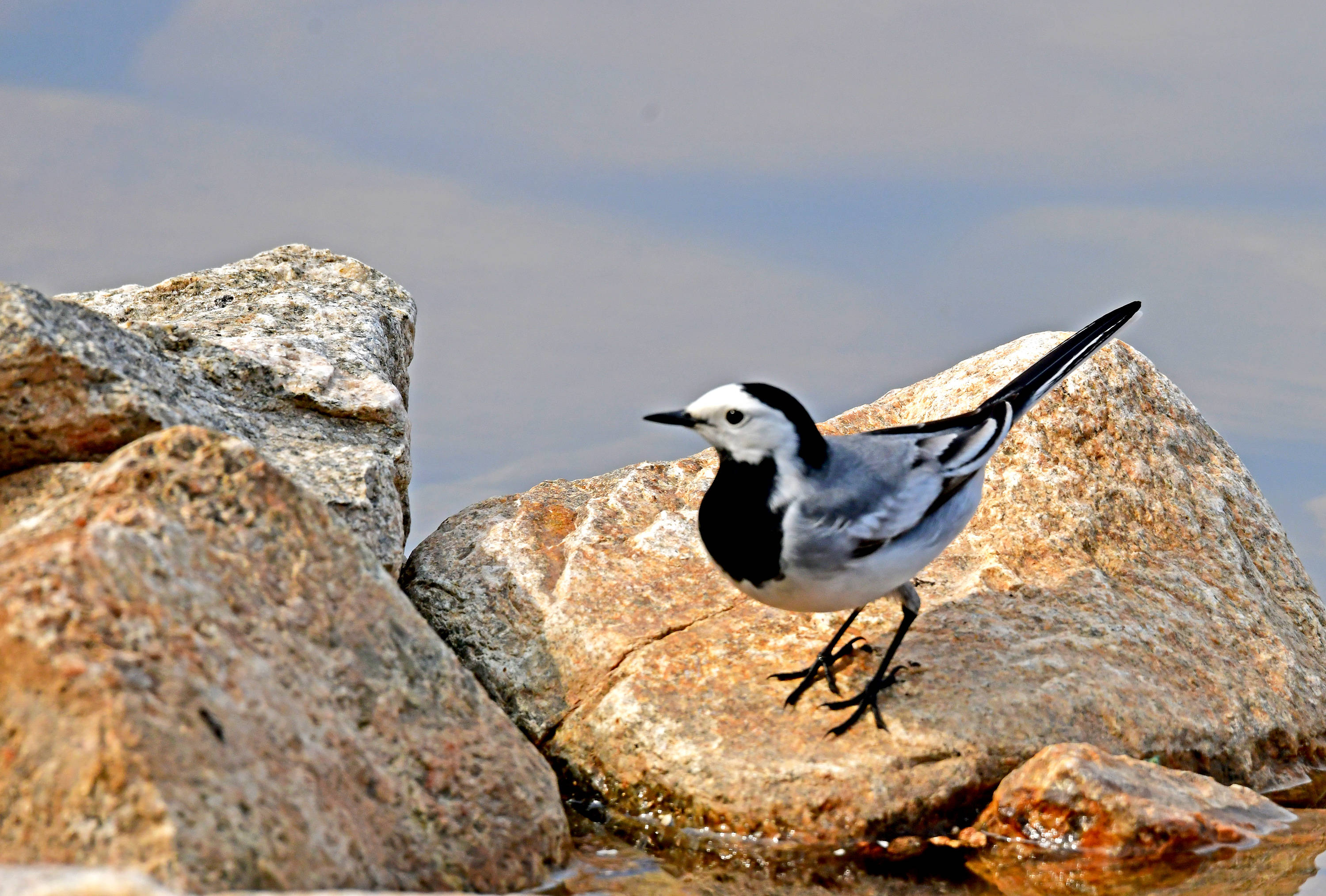 白鹡鸰——观鸟纪实_石头_鸟类_小坝