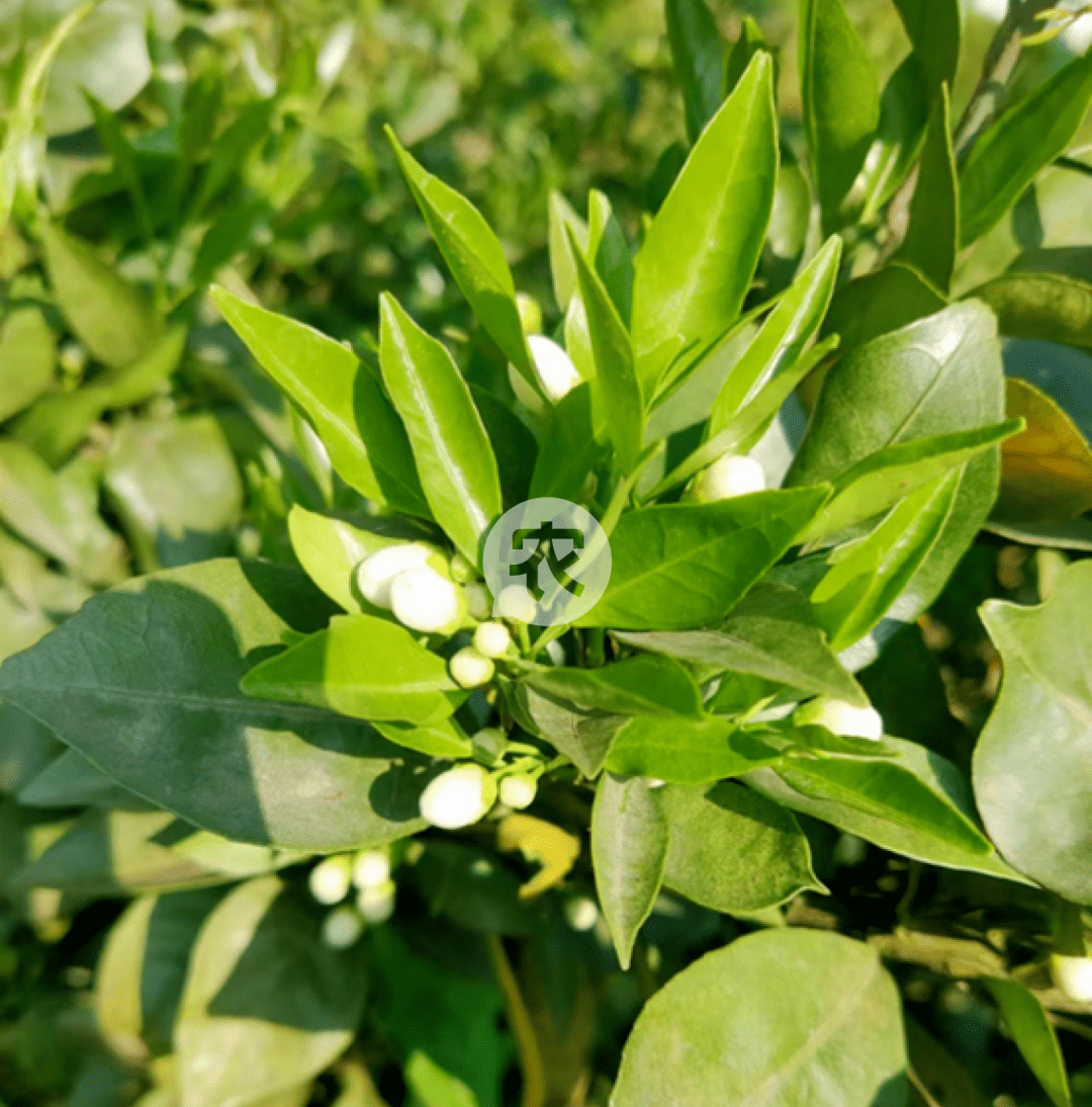 柑橘花露白图片图片