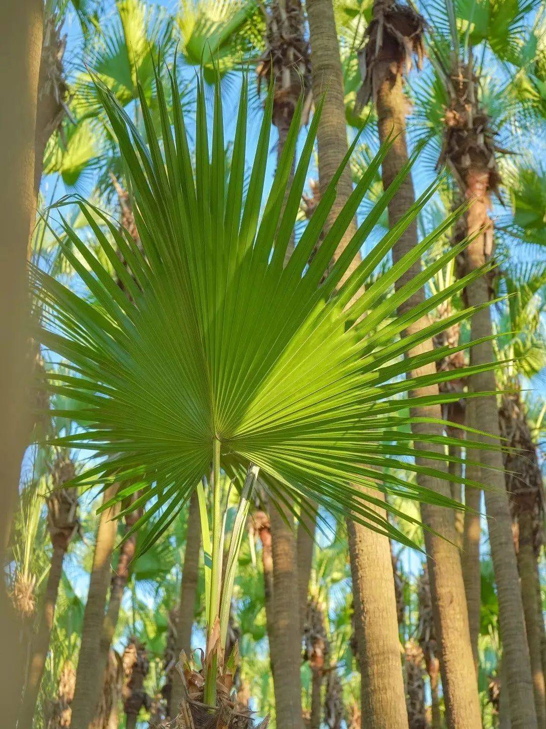 翡翠岛上的葵乡孖宝,藏不住了!_新会_南坦_种植