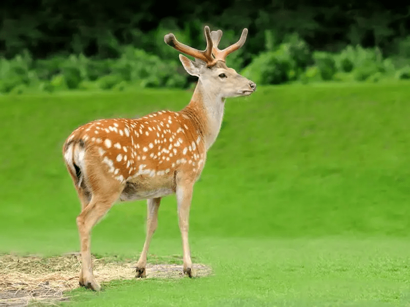 梅花鹿:国家一级保护动物,你知道多少?_能力强_成年_自然环境