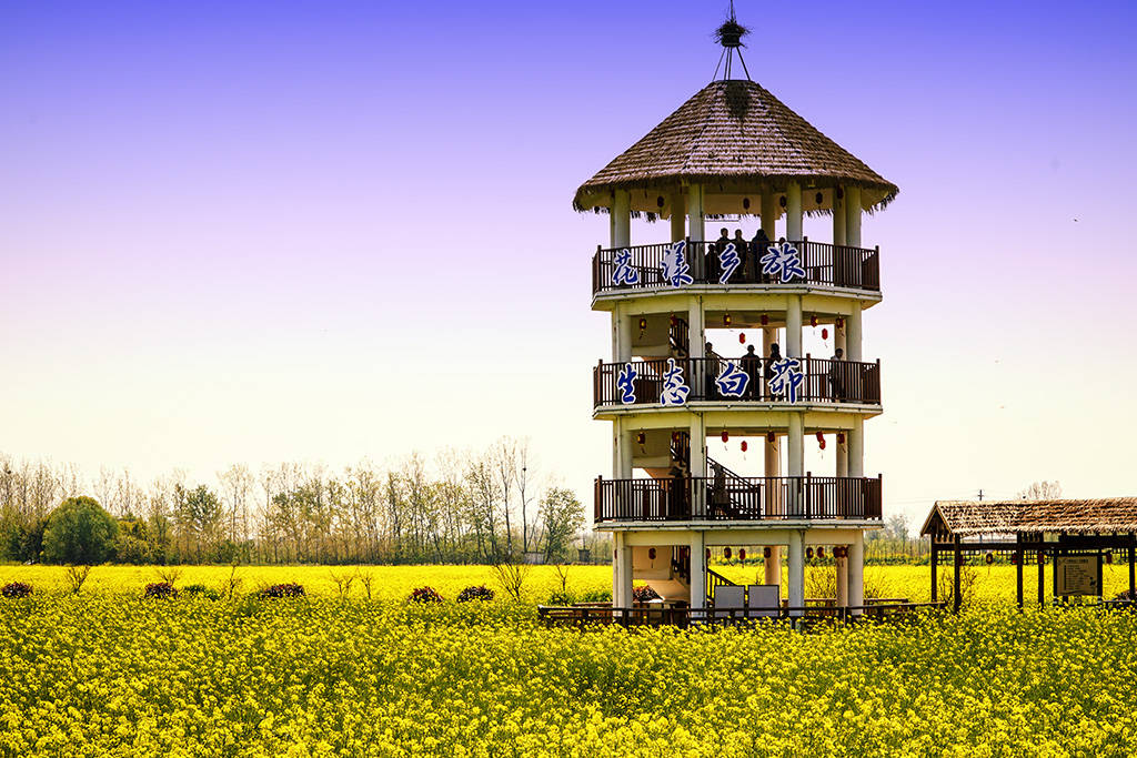 芜湖鸠江区四千多亩油菜花竞相绽放_白茆镇_北村_的花海