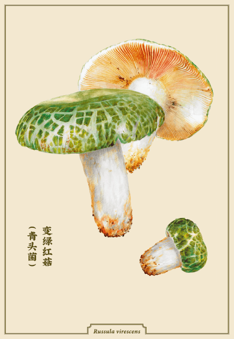绘)(博物画家杨建昆 绘)或许对于吃货而言,迫切想知道哪里的菌子最好