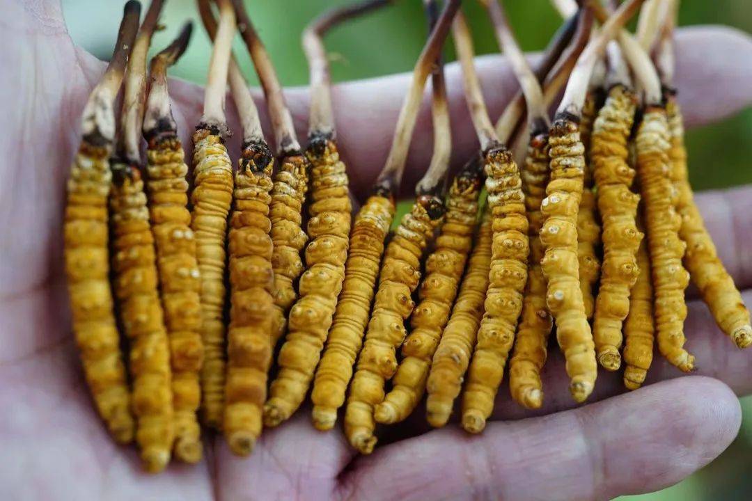 中喜·纯汇堂直销果洛雪山鲜虫草,没有中间商赚差价,抢购仅限1个月!