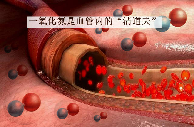 五靶点健康科普:一氧化氮对人体的作用?_微循环_血液_血管