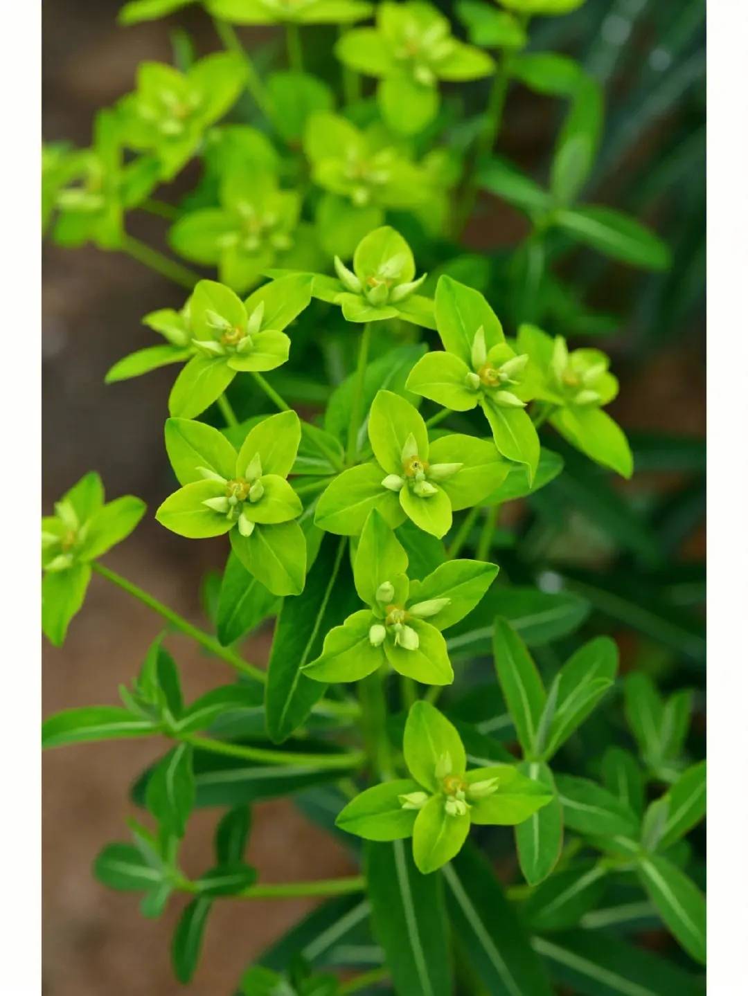 病名与中草药分类_cm_中药材_植物