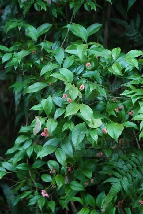 病名与中草药分类_植物_cm_药性