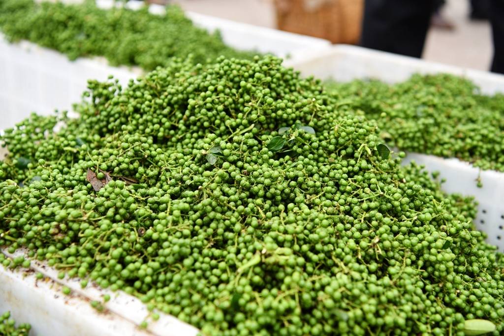 重庆江津:53万亩花椒正式进入采摘期_先锋镇_产业_种植