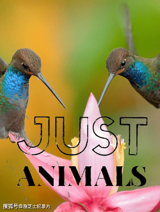 9363-澳大利亚纪录片《只是动物 Just Animals 2018》第一季全10集 英语中英双字 官方纯净版 1080P/MKV/32.5G 动物非凡的行为