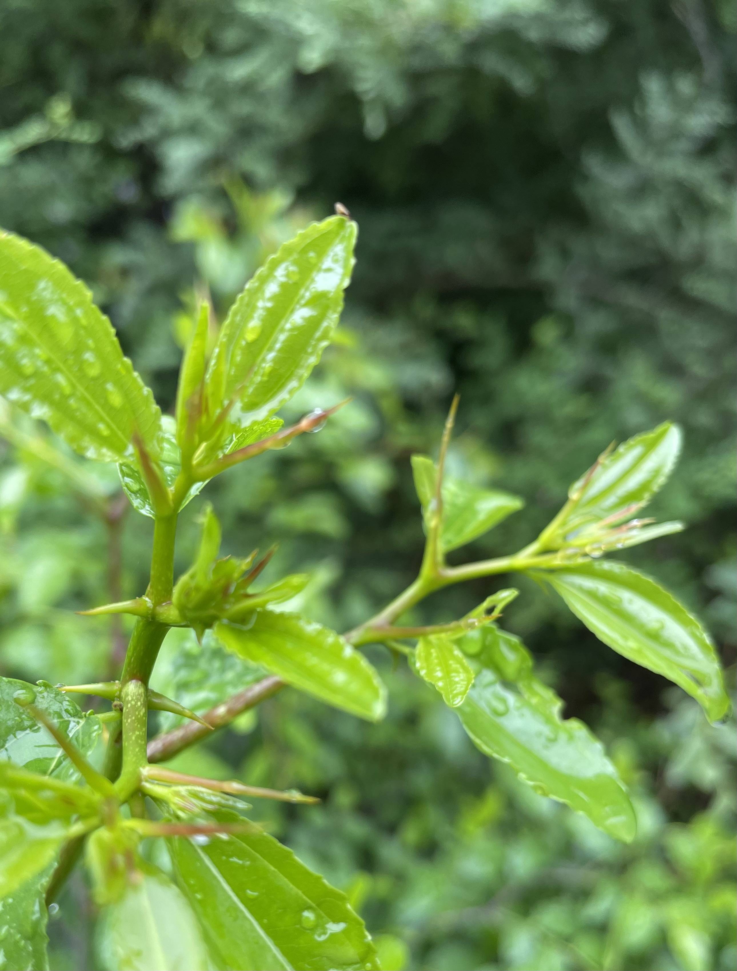 雨中酸枣树:响堂湾石头村嫩嫩的酸枣芽又开始生长_太行_加工_新枝