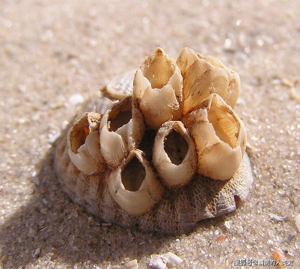 【动物界全系列】藤壶目—藤壶科_外套_中央_白色