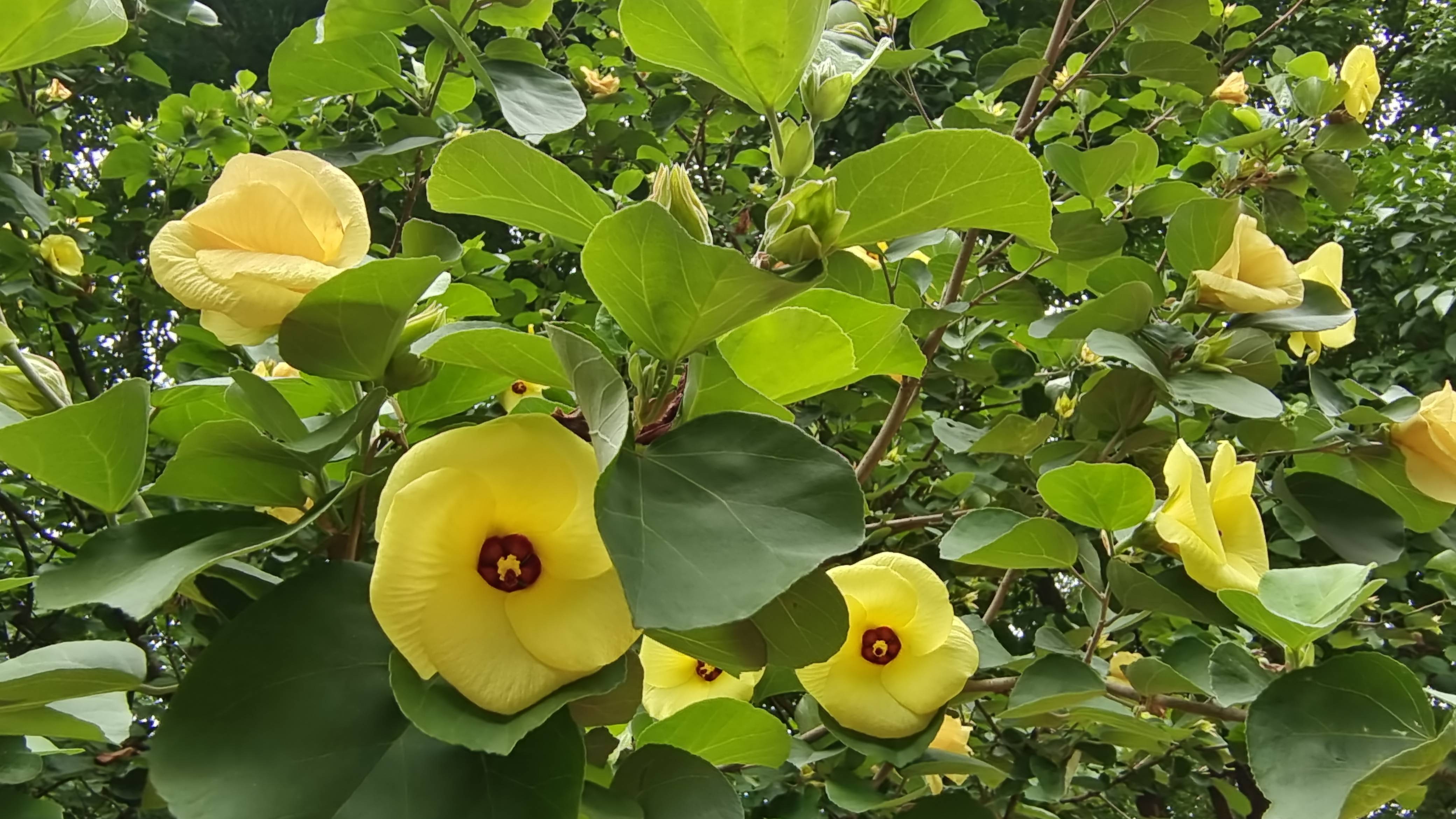 吉安随拍:花花草草之黄槿-搜狐大视野-搜狐新闻