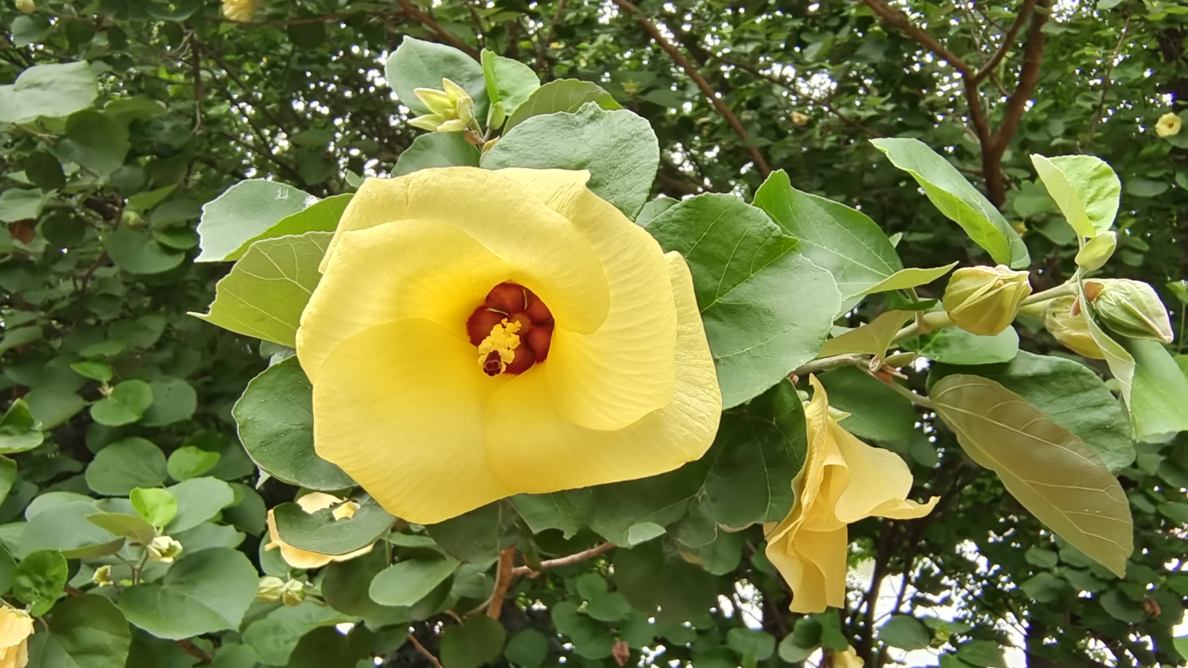 吉安随拍：花花草草之黄槿-搜狐大视野-搜狐新闻