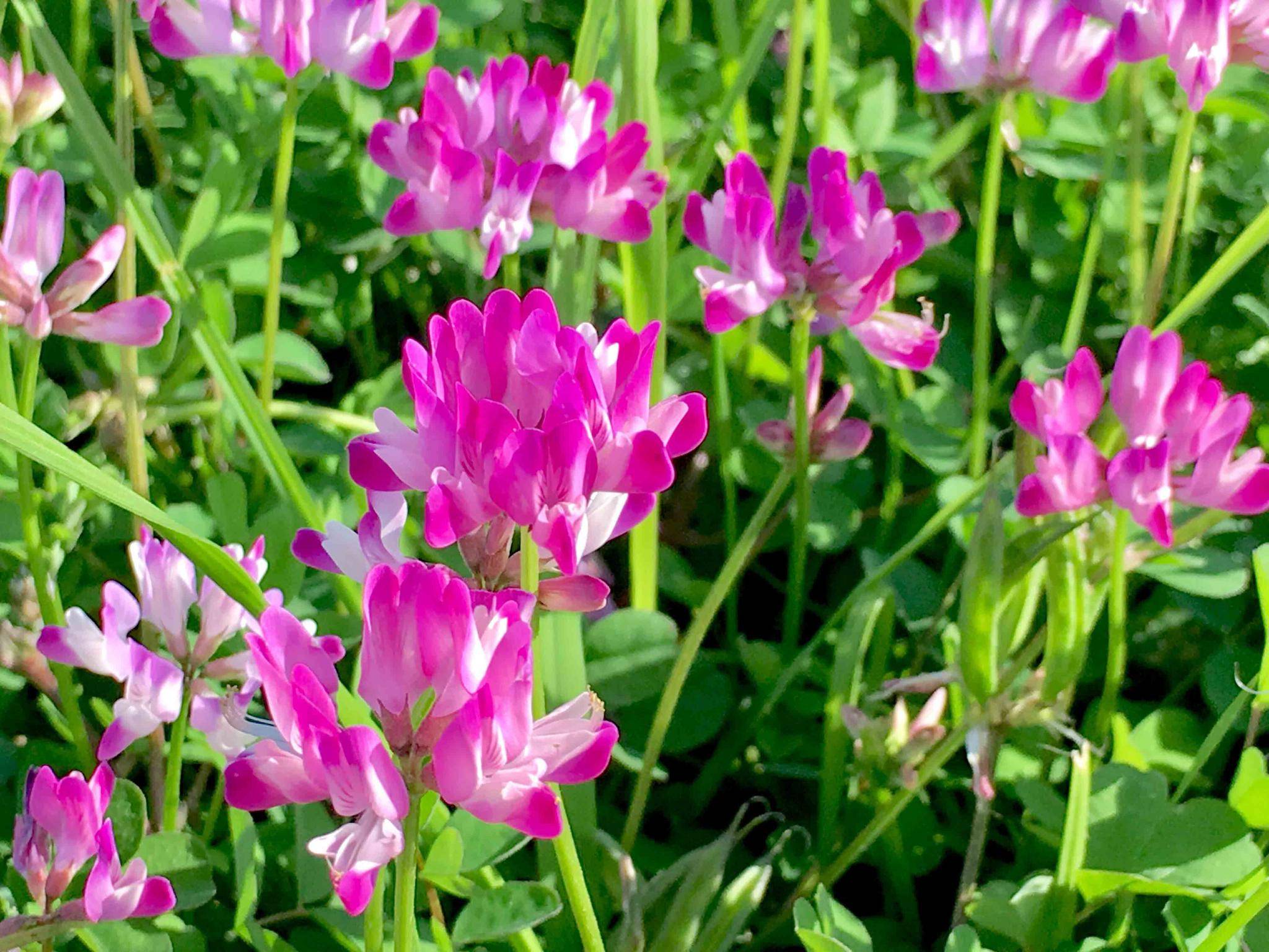 【异名】红药,赤药,(《本草图经》),朱砂七,黄药子,朱砂莲,猴血七血 