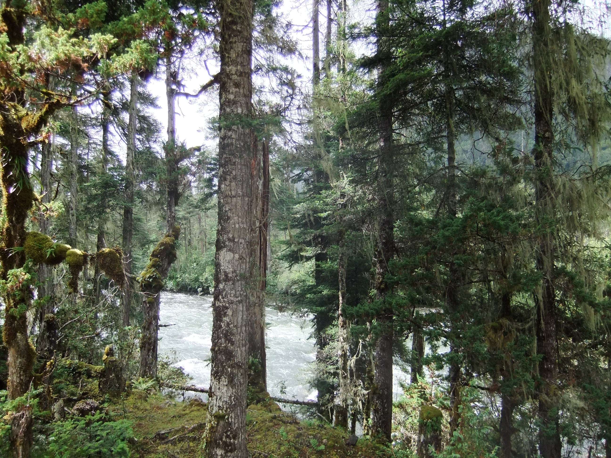 走进西藏(十四)林芝南伊沟_环境_被誉为_森林