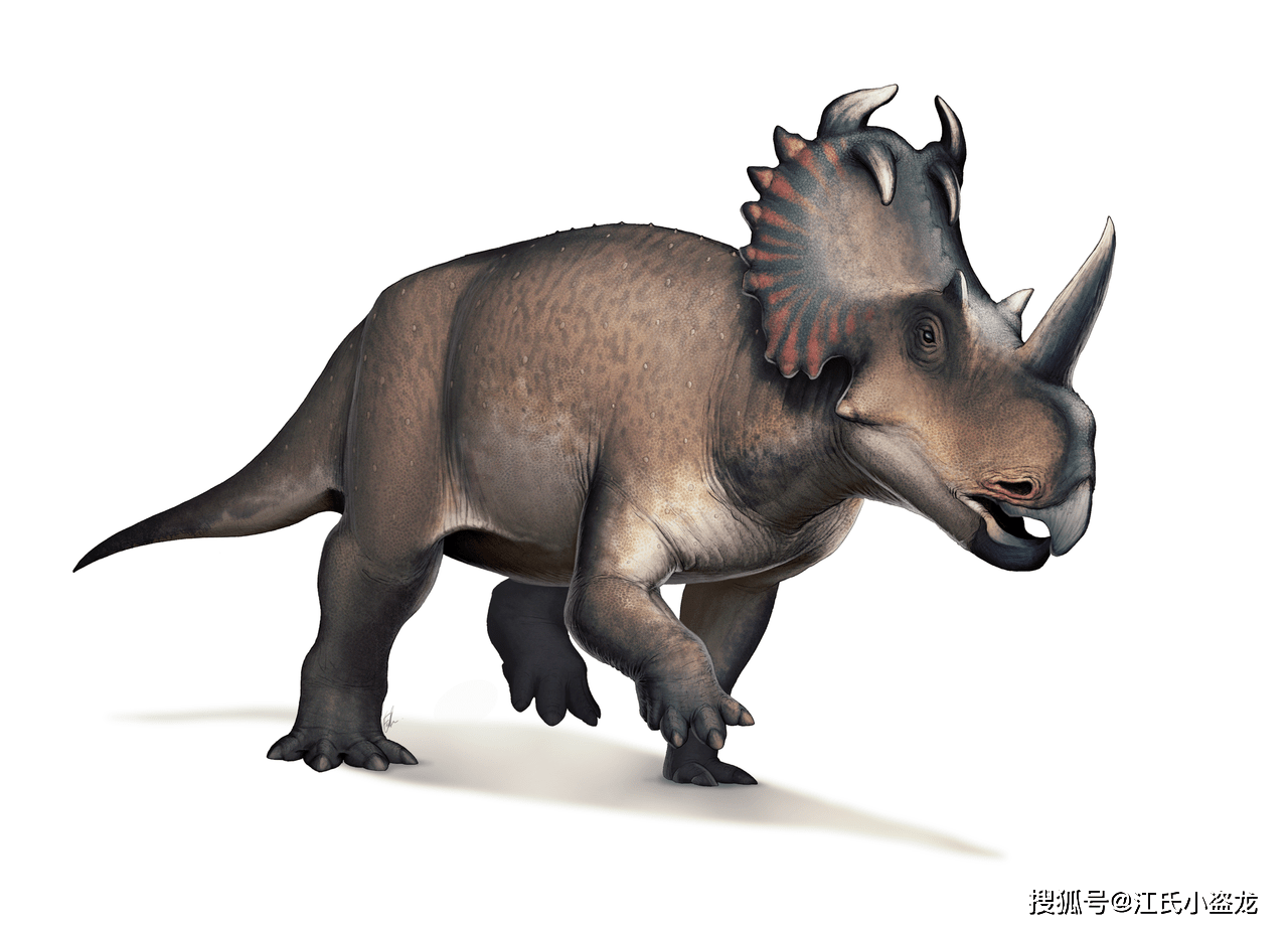 角龙亚科,其中的尖角龙亚科代表物种当然就是尖角龙(centrosaurus)啦