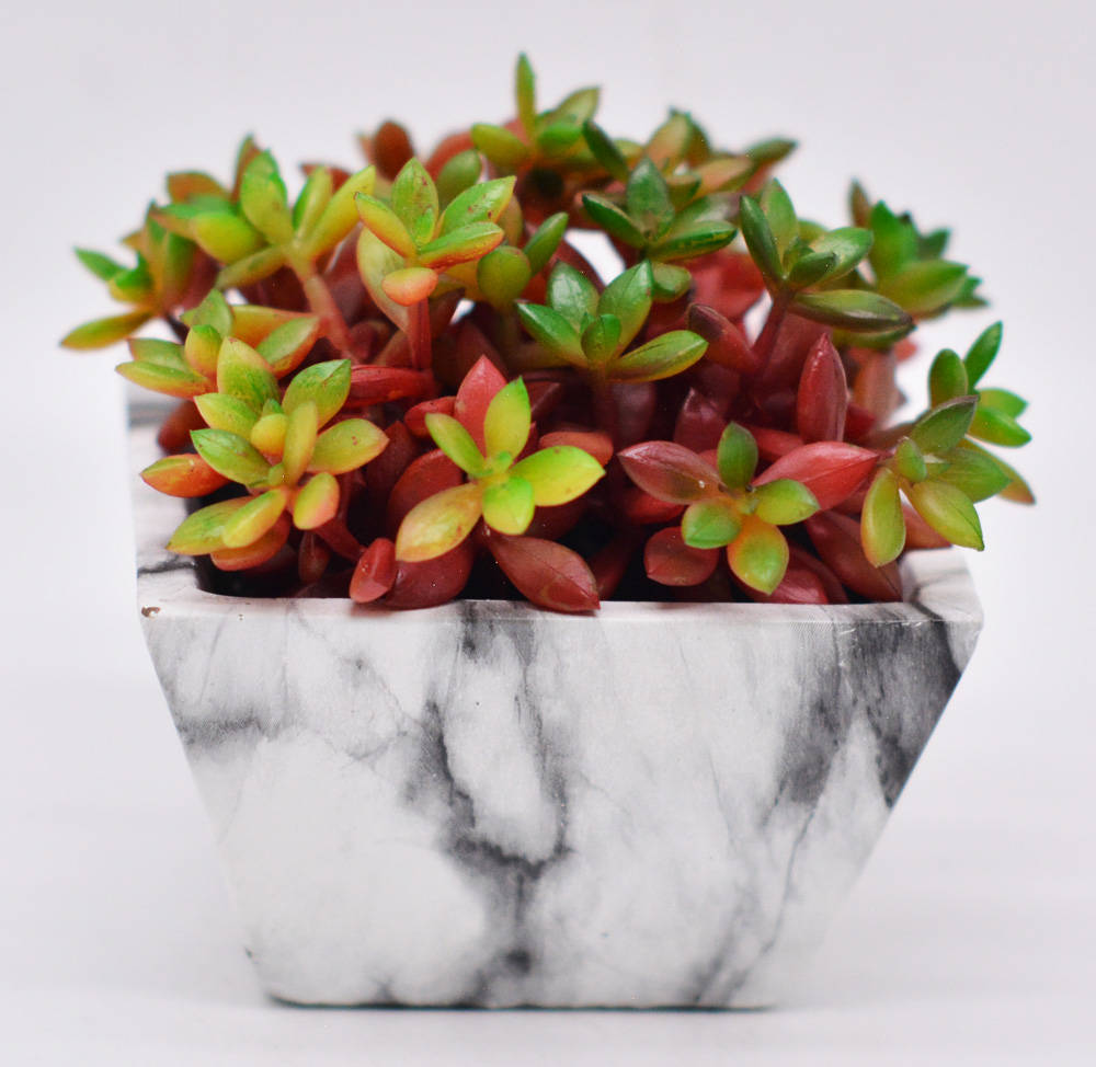 白凤菊|待到春风吹起时,青草顶红花_植物_品种_部分