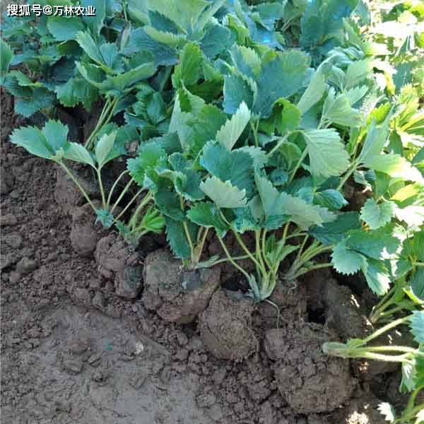 越秀草莓苗脱毒二代苗育苗基地,替代红颜草莓的品种_口感_颜色_甜度
