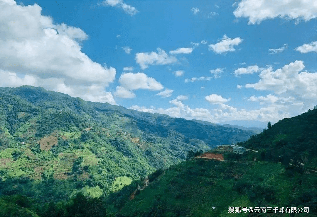 冰岛五寨【五寨风韵撰写冰岛传奇】_老寨_口感_地界