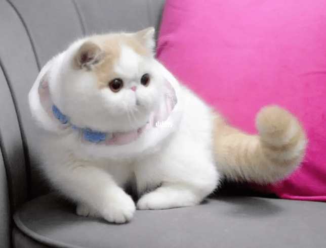 全名:加菲猫寿命:10~15岁体重:3.