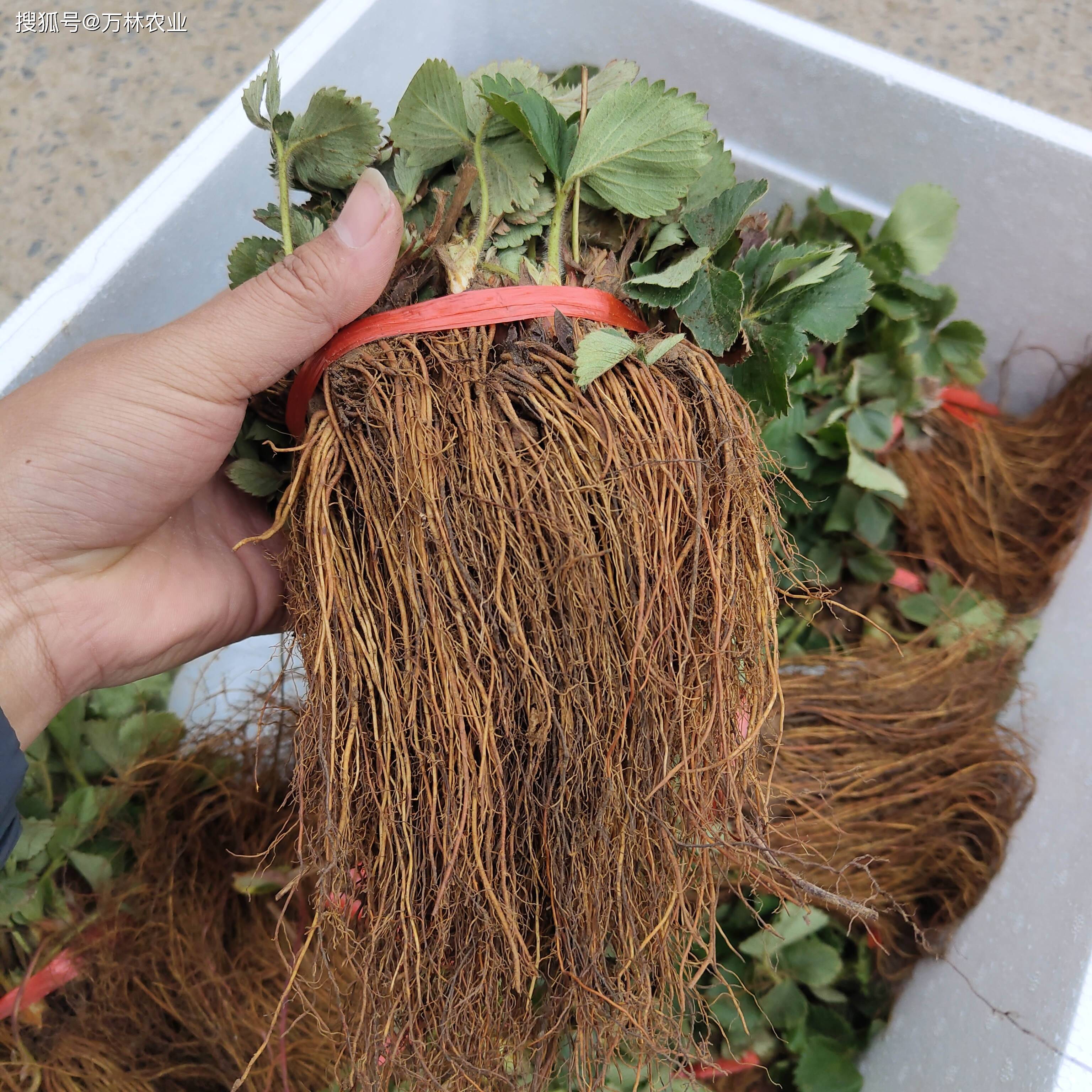 妙香7号,是山东农业大学通过红颜和甜查理的杂交选育而成的暖地草莓