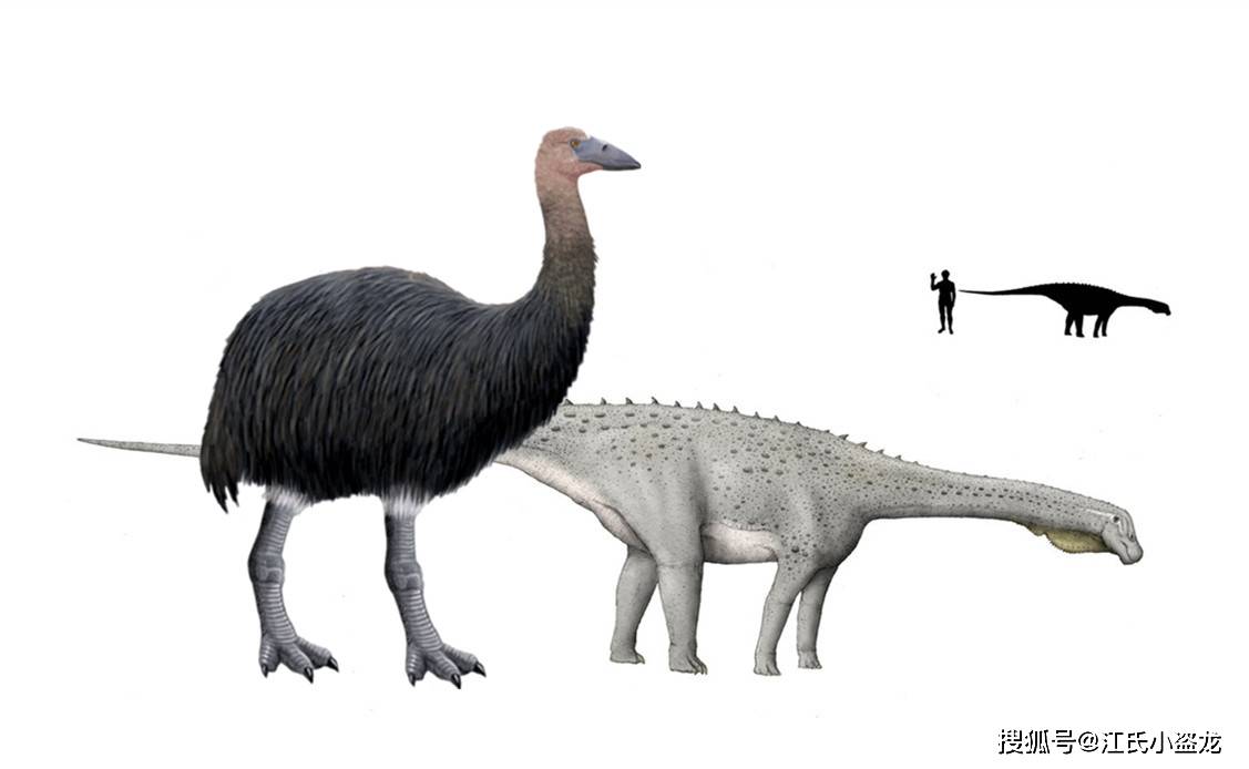 【史前巨鸟】最大鸟类堪比小型恐龙!