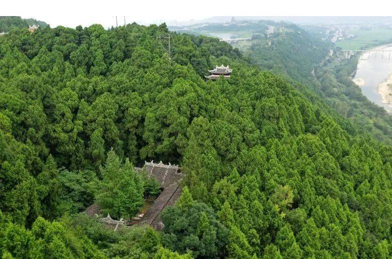 5℃的夏天,就在绵阳七曲山_古柏_景区_森林