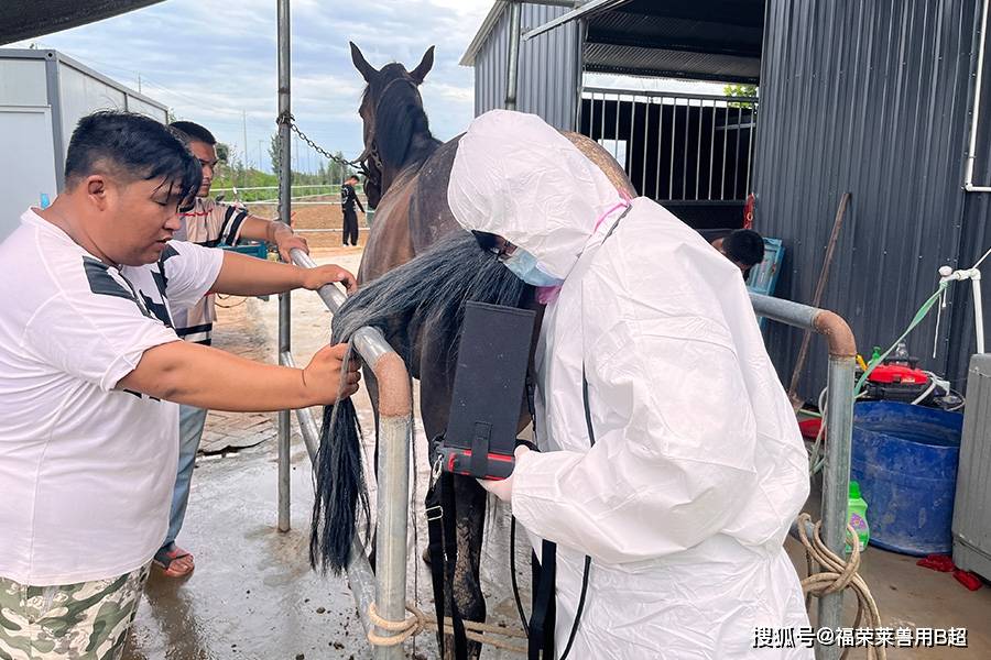马用b超可有效提高母马的繁殖效率_检查_进行_子宫