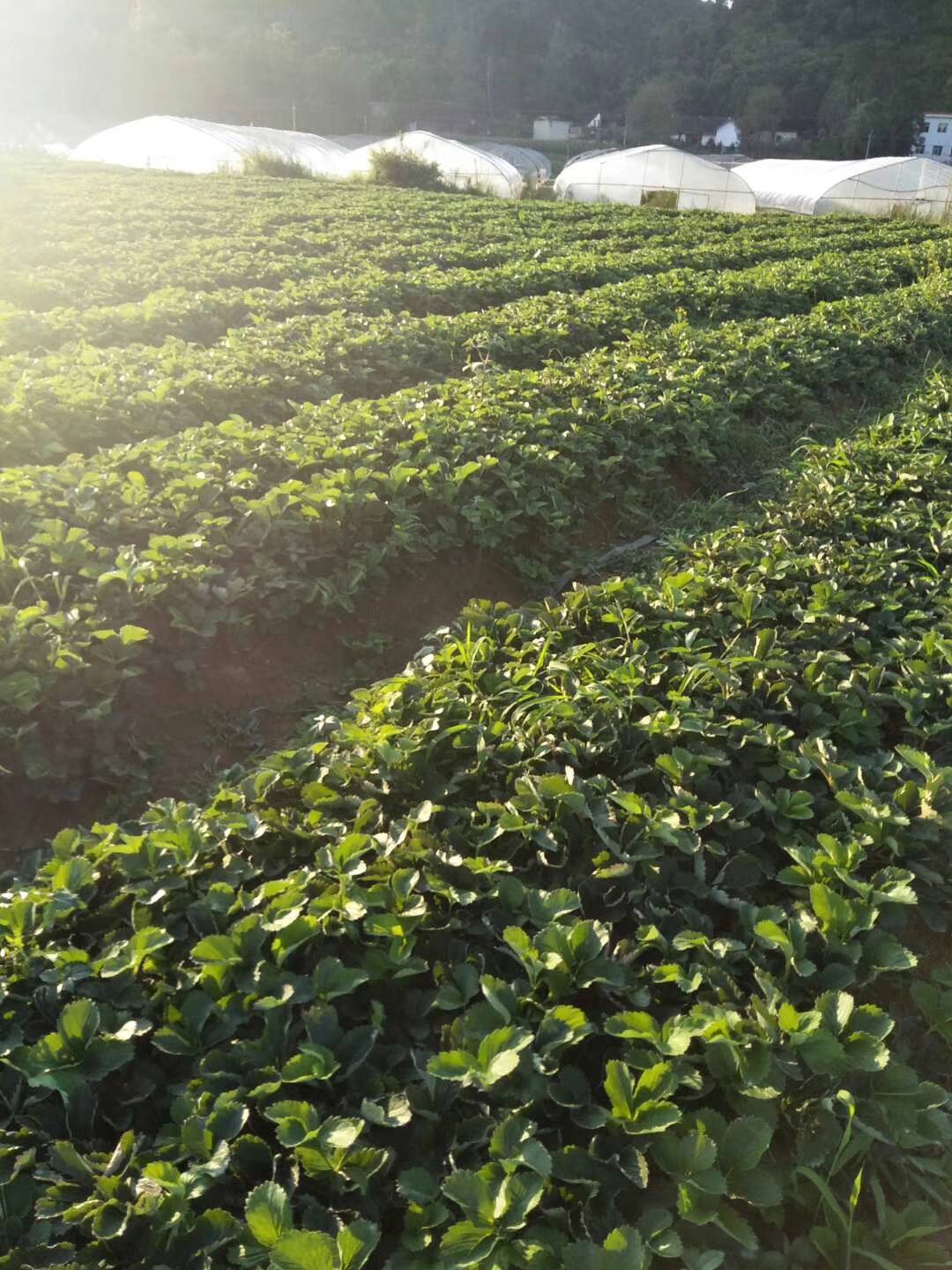联盟2号草莓苗,果大实甜,带你了解真实的联盟2号草莓苗_口感_亩产量