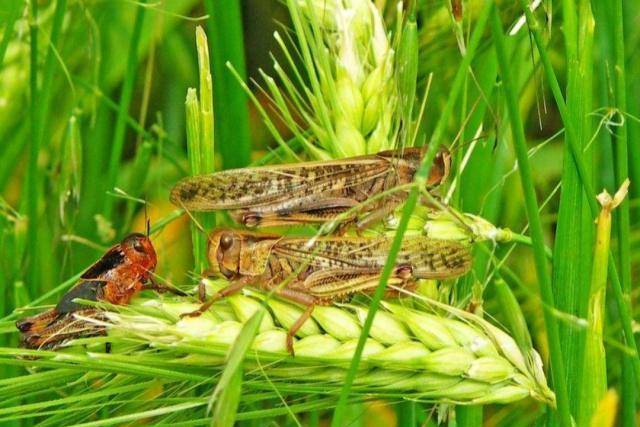 古代蝗灾频发,人们为什么不捕捉蝗虫为食?