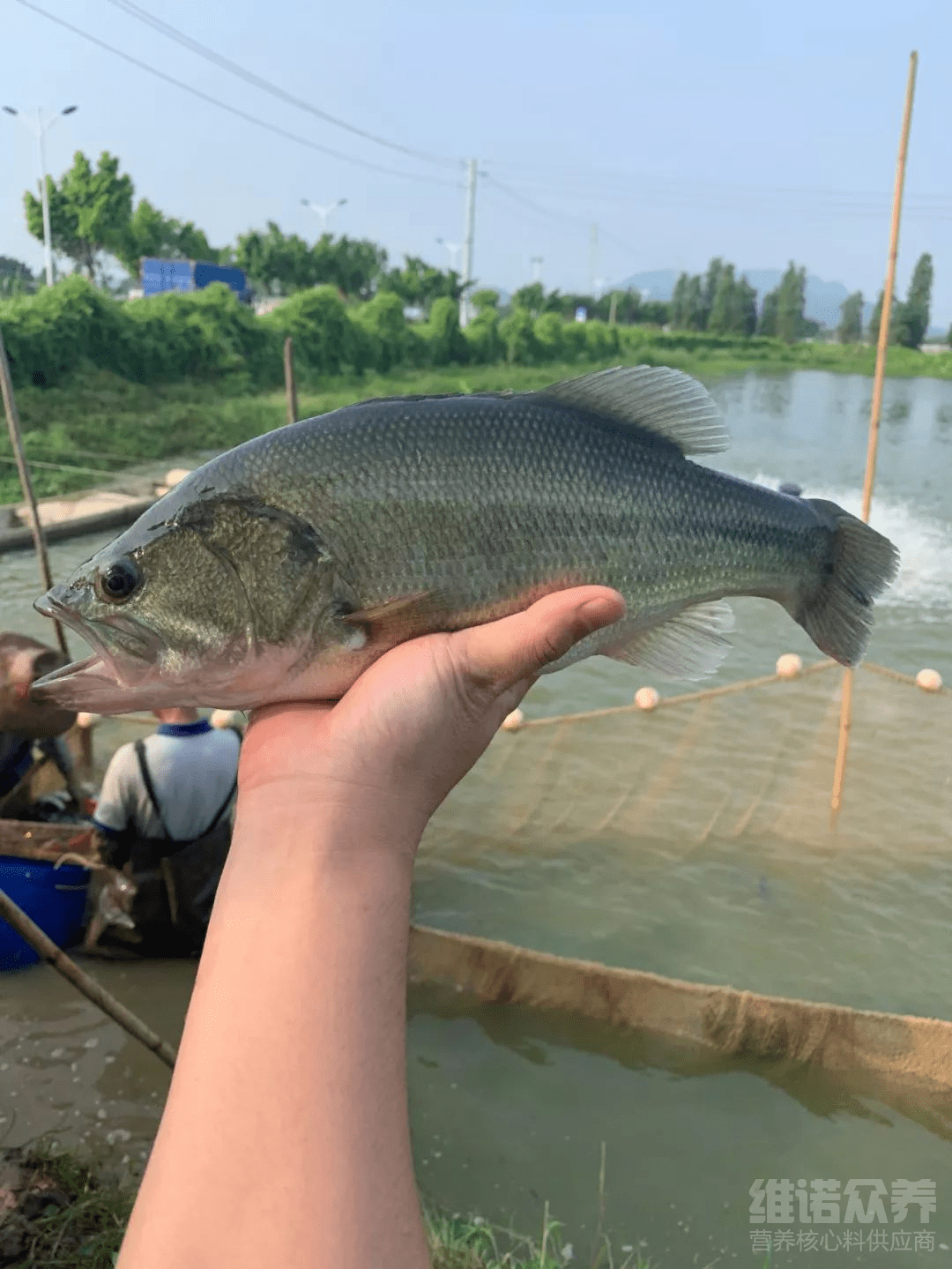 鱸魚夏天怎麼養,加州鱸魚養殖技術與預防_高溫_池塘_飼料