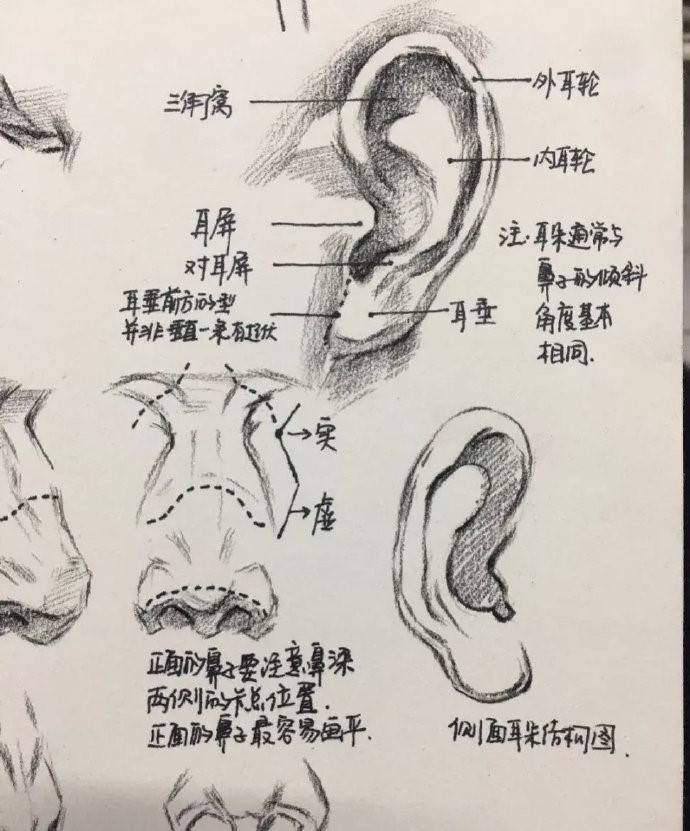 五官终极详解~ -搜狐大视野-搜狐新闻
