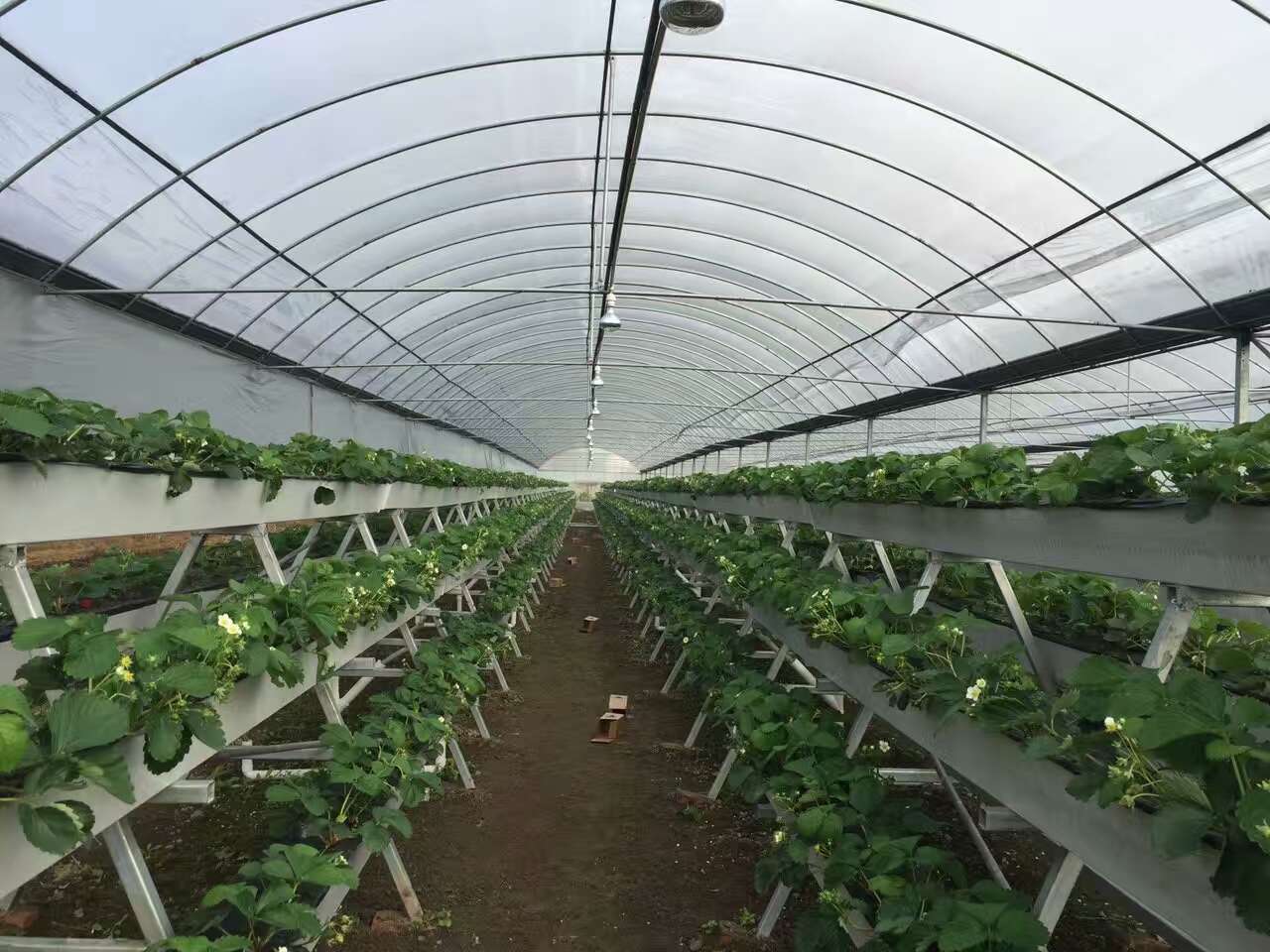 自制草莓栽培槽 草莓无土种植槽无纺布立体草莓栽培槽 草莓栽培槽规格