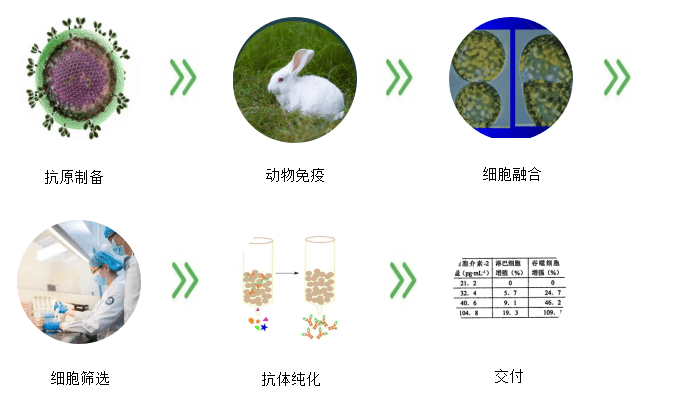 兔单克隆抗体制备服务_蛋白_抗原_客户