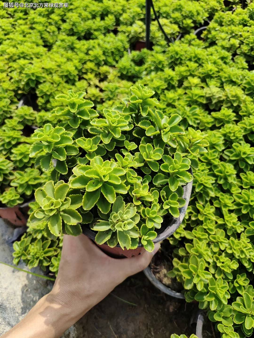 德国景天,八宝景天,三七景天这三种植物有什么区别?_花瓣_先端_地上茎