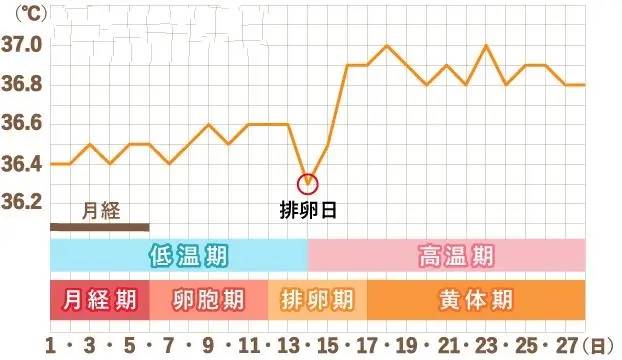 女性怎么计算自己的排卵期?
