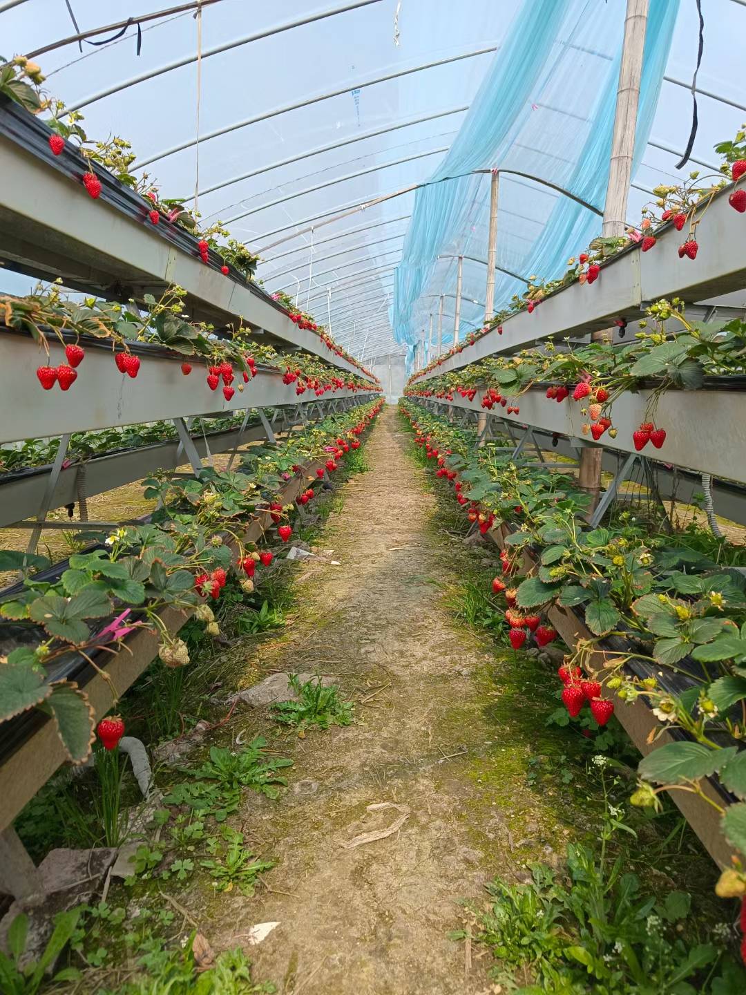 温室草莓图片