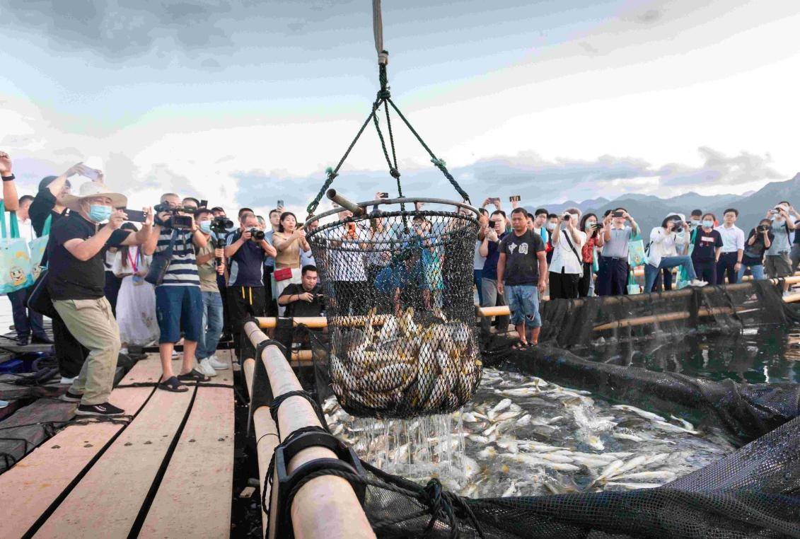 四大海产之首宁德大黄鱼开捕 预计全年产量20万吨 京东超市多举措保障黄鱼品质