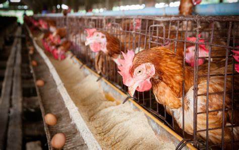 蛋雞吃什麼飼料下蛋多,蛋雞配方飼料_維諾_需求_礦物質