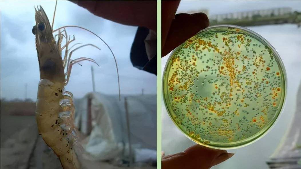 虾塘检测弧菌超标如何应对?解答来了