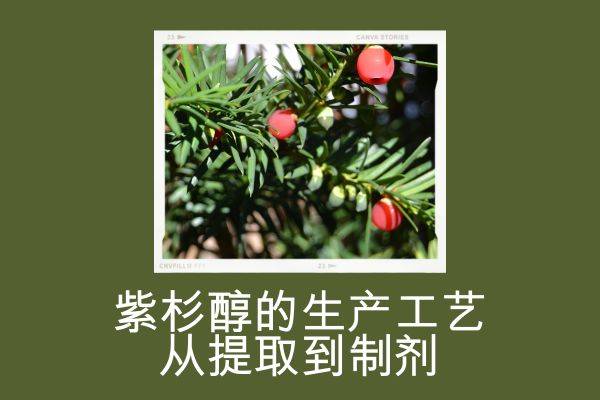 紫杉醇的生产工艺:从提取到制剂_步骤_过程_树皮
