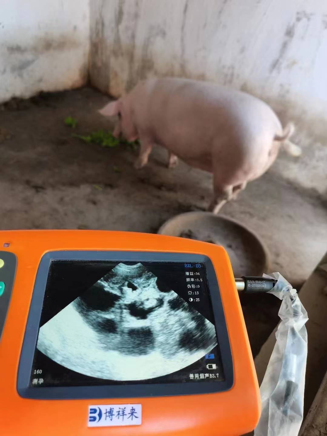 母猪b超图像空怀图片