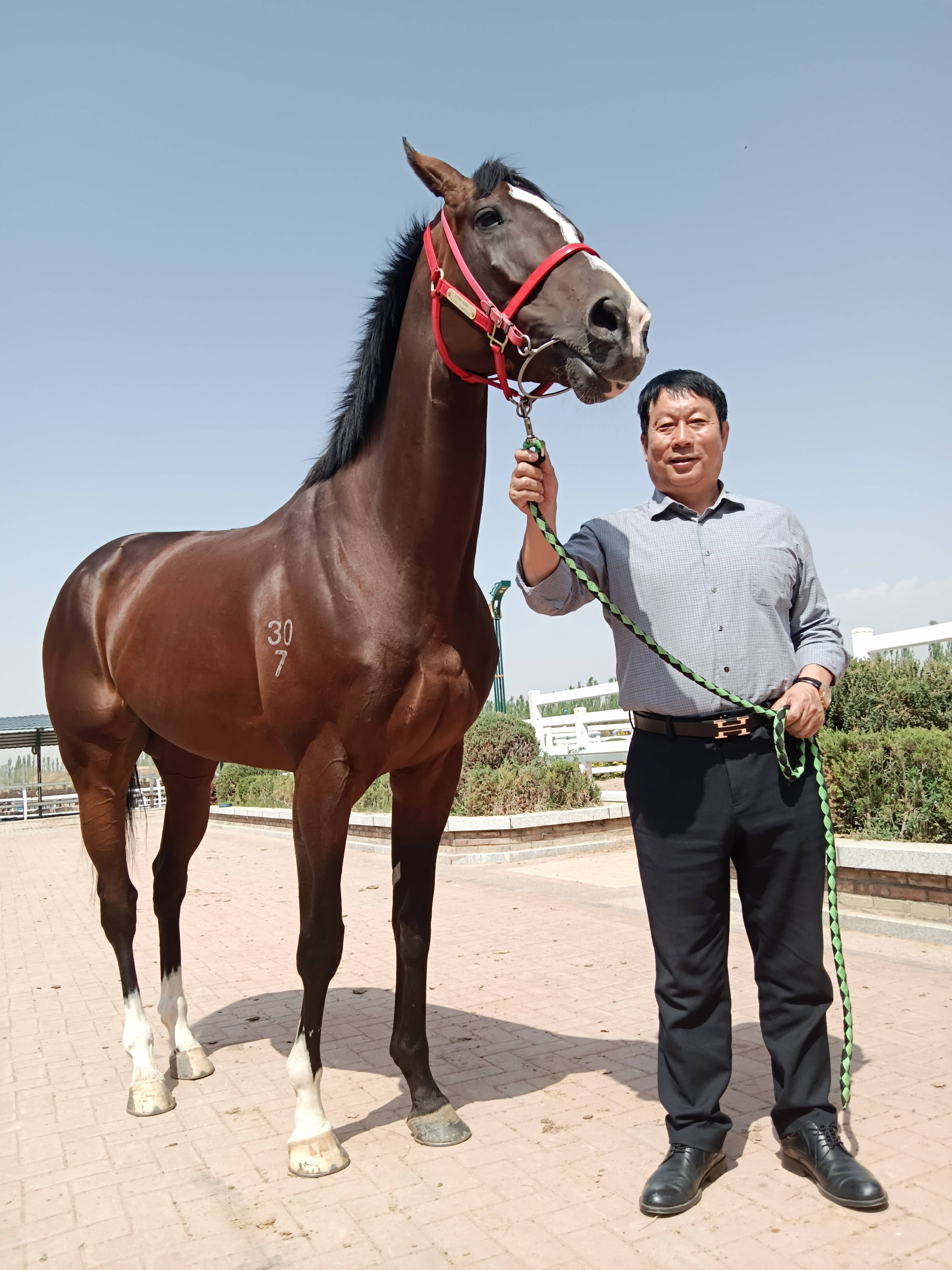 河北定州和力马业成中国速度赛马锦标赛最大赢家,张建道荣膺最佳马主