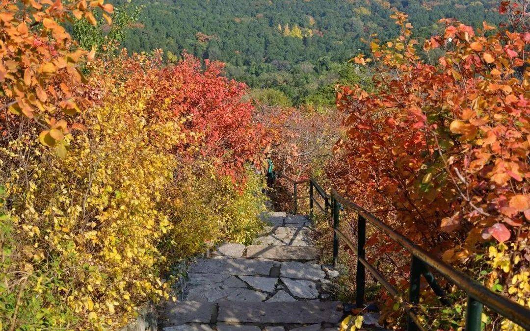 香山公园丨枫叶红了真的太美,快来抓住北京的秋天!