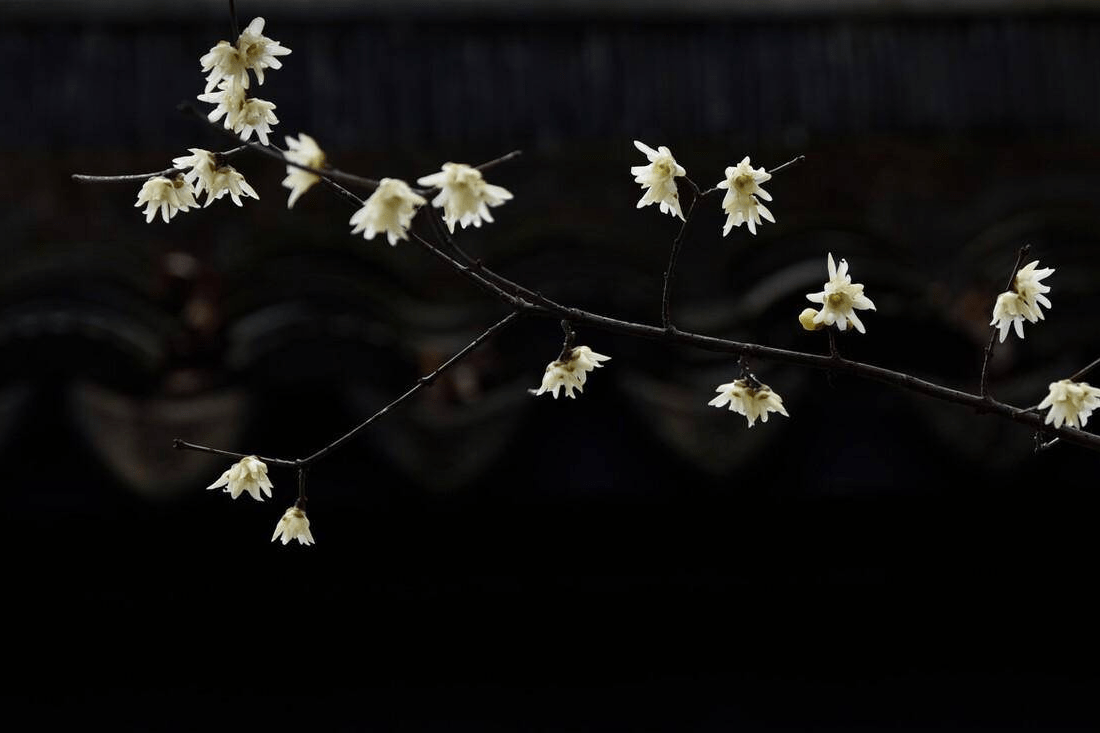 四个星座,三颗星,紫色幸运来自东方,招财,财气来自四面八方_工作_都会